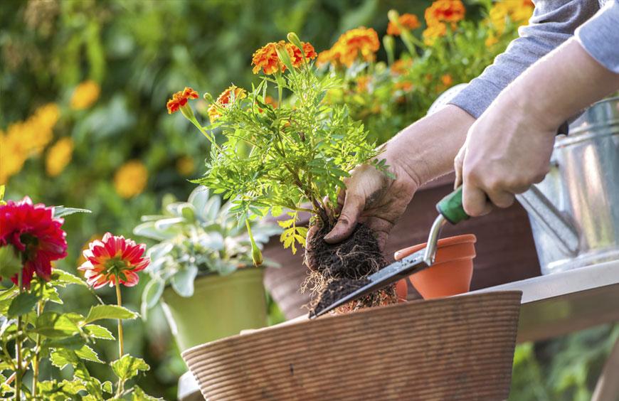 Maximizing the Sun on Your Homestead